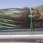 عندي 7حبات نخل طيبه بسعر مناسب منله رغبه بهن