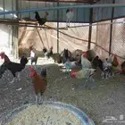 السلام عليكم ورحمة الله وبركاته ديوك للبيع بشاير