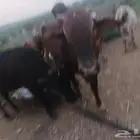 بقر مقاني للبيع