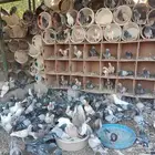 حمام زاجل