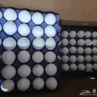 بيض ما ئده طازج البيع جمله وتجزئه وتوريد فنادق واسواق واعاشا
