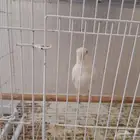 طير روز أليف