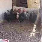 العدد 7 ديوك بلدي نضيفه و6 دجاجات بياضه