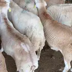 رفيدي مستورد السن جدعان لحم على الشرط