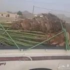 نخل البيع بجميع انواعه مكه جده