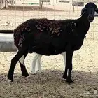 نعجه سوكني خلفاء تحتها 1