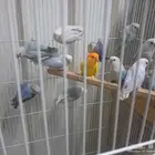 فروخ روز للبيع