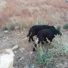 نعجه يتبعها 2 بهم