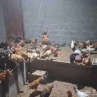 ديكه بلدي وفرنسي عمر 3 شهور حولها للبيع بسعر مغري