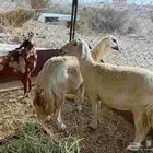 ماعز وضان للبيع