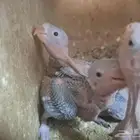 فروخ الدره هندي خضراء لون