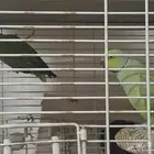 زوج دراه هندي جهازه للنتاج