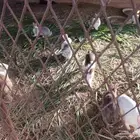 أرانب بلدى للبيع