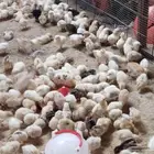 صيصان بلدي صحتها جيدة