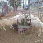 رخال للبيع