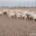 أعرض لكم غنم حريات خلفات وجنب طيبه وسليمه من الأمراض شرط