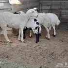 رخال ثنيان دفيع