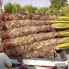 يوجد لدينا جميع أنواع النخيل الوشنطني