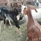 تيوس بلدي ماشاء الله تبارك الله