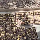 يوجد تمر هشيشي للبيع