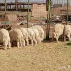 طليان حريه للبيع