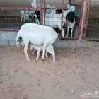 حريه والد معها توم (تم البيع)