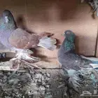 حمام للبيع