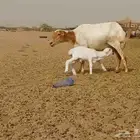 غنم رفيديه طيبه العدد 5 تحتها 5