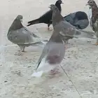 طبات قطايف للبيع