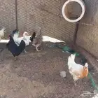 دجاج بلدي للبيع العمر 8 شهورل9شهور والديك الابيض عمره سنه