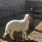 خروف حري