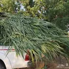 قصب أخضر صغار ومليان