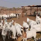 تيوس جذعان وثنيان العدد 75 السوم واصل 1100 جمله