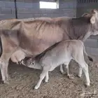 بقره المانيه ناتج كفو