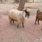 تيس فحل اصفر سديس موضح في الصوره