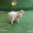 تيوس ماعز قزم