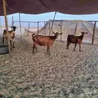 معزاء محايلي طيبه