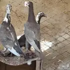 زوج كارير طبة