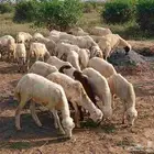 رخال بلدي الصحه طيبه