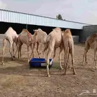 6 حشوان سمان ونظاف العمر 7 الى 9 اشهر