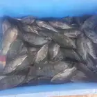 اسماك نجود.