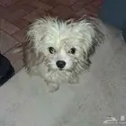 كلب مالتنز