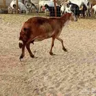 نعجه سوكني دفيع صحتها سليمه