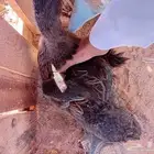 Peace be upon you for sale evil ducks two and a half months