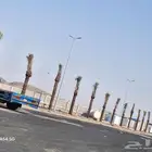 نخل للبيع بجميع انواعه وجميع مقاساته متوفر حاليا جده مكه