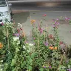 وردة جهنميه