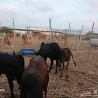 عجول عشرة من 4 أشهر لعمر سنة