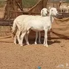 رخال حريت دفيع العدد 2 راس