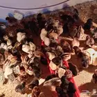 fowmi chicken 800 pis