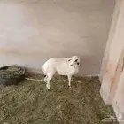 رخل حري مغلق 4 شهور